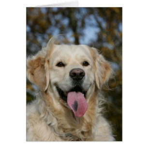 Golden Retriever Headshot 3 Hälsningskort