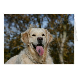 Golden Retriever Headshot 3 Hälsningskort