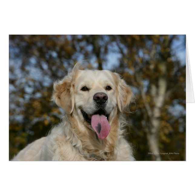 Golden Retriever Headshot 3 Hälsningskort (Framsidan Horizontal)