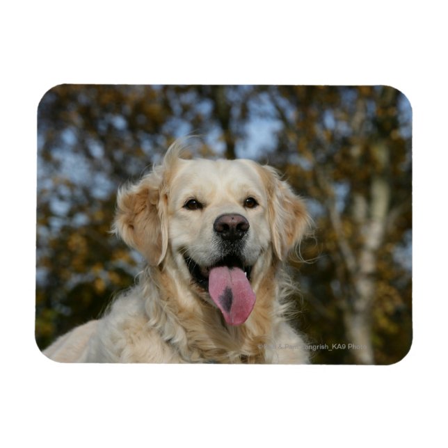 Golden Retriever Headshot 3 Magnet (Horisontell)