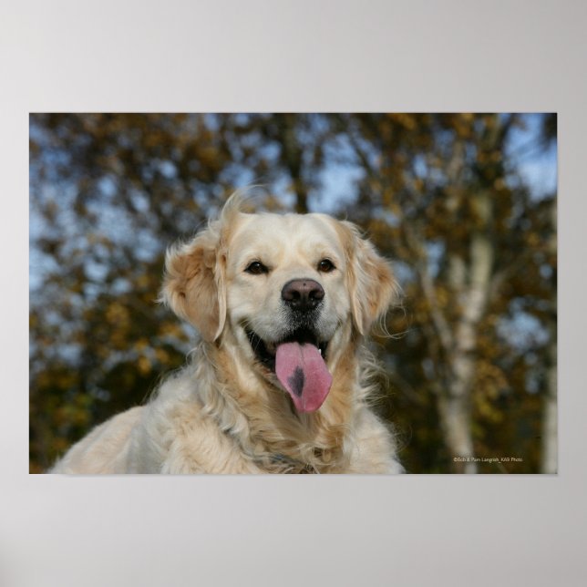Golden Retriever Headshot 3 Poster (Framsidan)