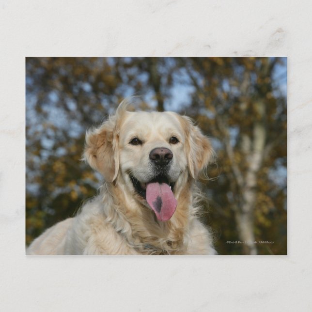 Golden Retriever Headshot 3 Vykort (Framsida)