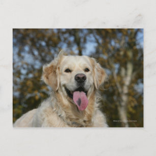 Golden Retriever Headshot 3 Vykort