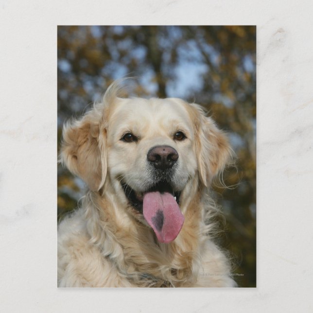 Golden Retriever Headshot 3 Vykort (Framsida)