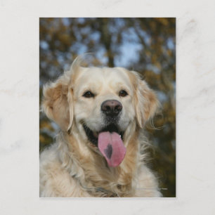Golden Retriever Headshot 3 Vykort