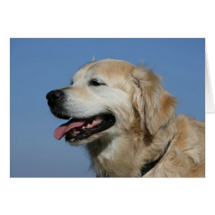 Golden Retriever Headshot 4 Hälsningskort