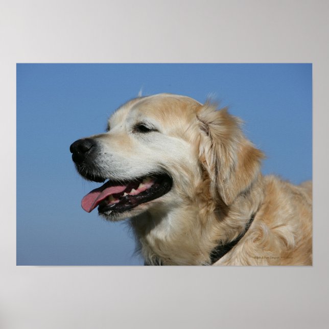 Golden Retriever Headshot 4 Poster (Framsidan)