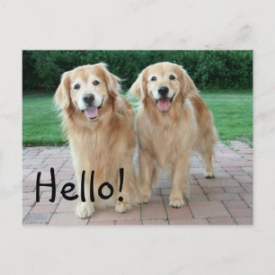 Golden Retriever Hej utomhus Vykort