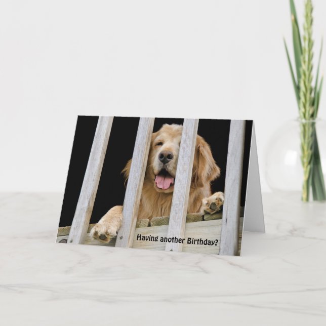 Golden Retriever Humous Birthday Kort (Framsida)