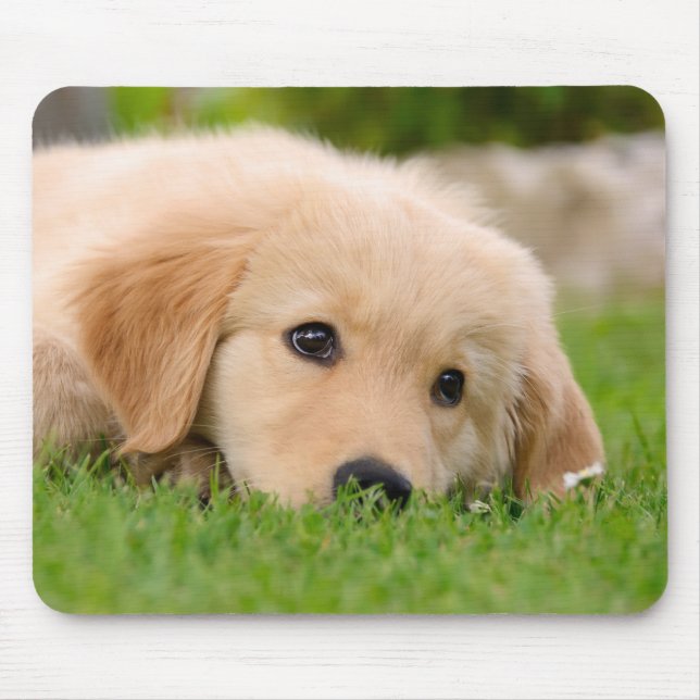Golden Retriever Hund Cute Puppy Dreaming Musmatta (Framsidan)