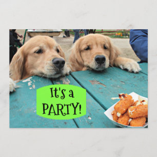 Golden Retriever Hund Det är en inbjudan till en p