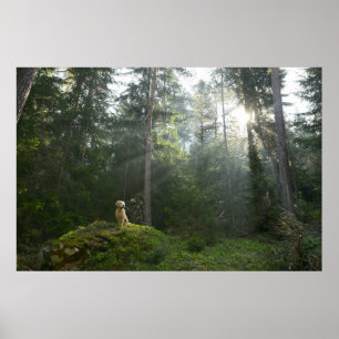 Golden Retriever Hund Gräs Woodland Poster