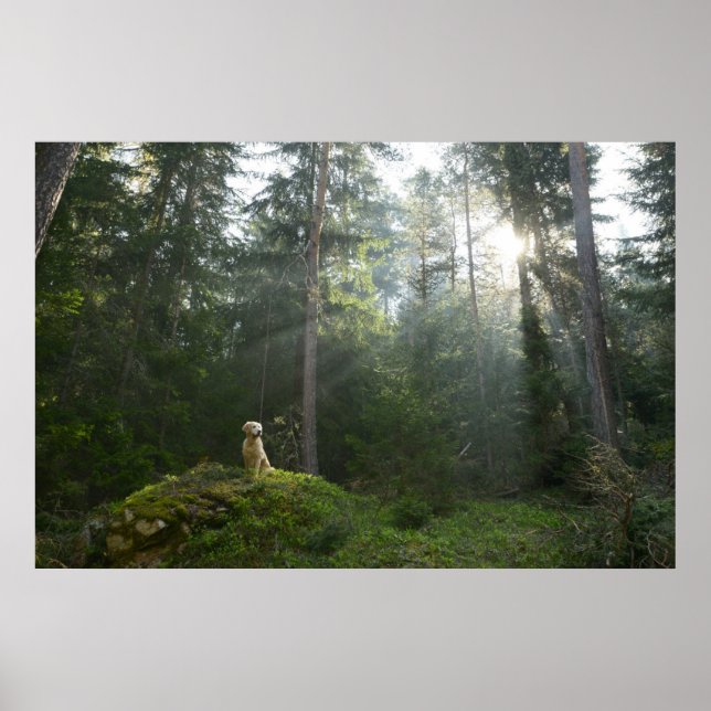 Golden Retriever Hund | Gräs Woodland Poster (Framsidan)