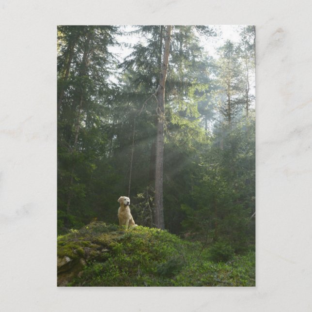 Golden Retriever Hund | Gräs Woodland Vykort (Framsida)