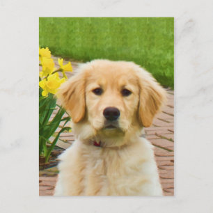 Golden Retriever Hund, Gult Daffodils Postcard Vykort