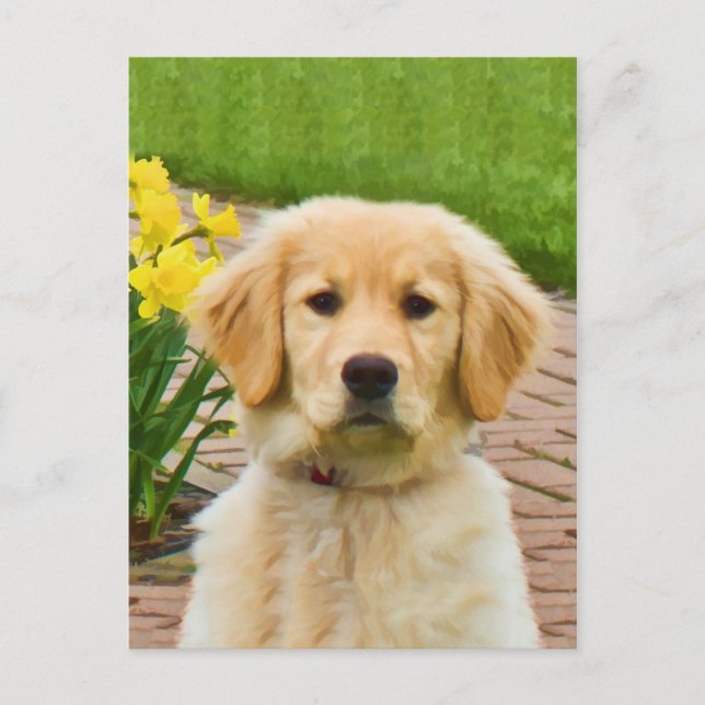 Golden Retriever Hund, Gult Daffodils Postcard Vykort (Framsida)