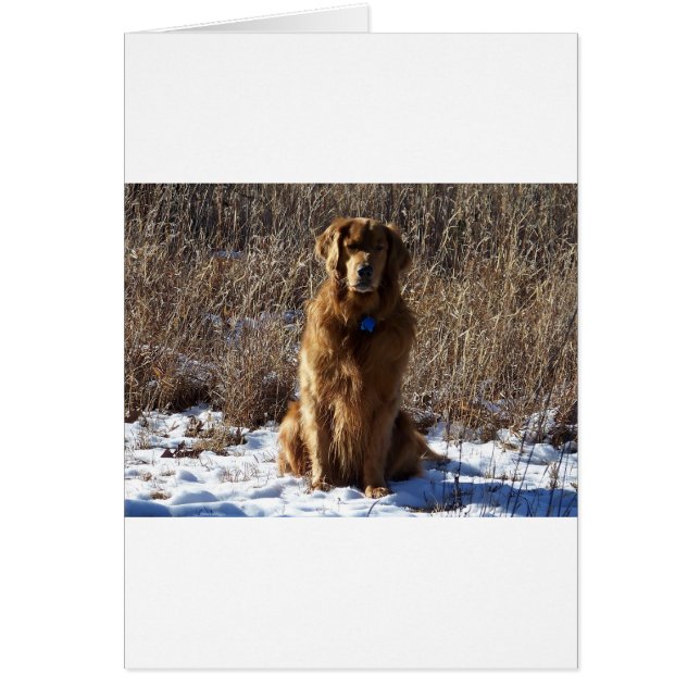 Golden Retriever Hund Hälsningskort (Framsidan)