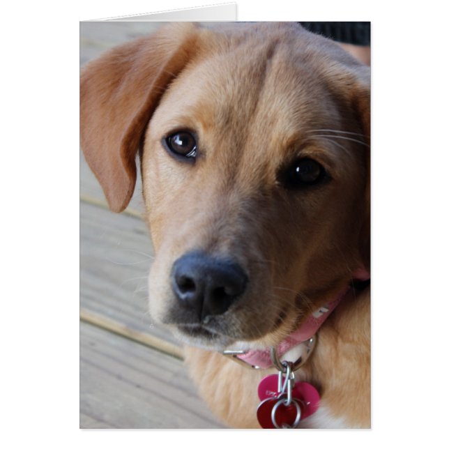 Golden Retriever Hund Hälsningskort (Framsidan)