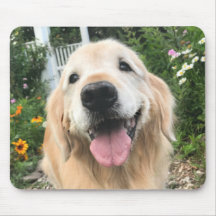 Golden Retriever-Hund i Blomsterträdgård