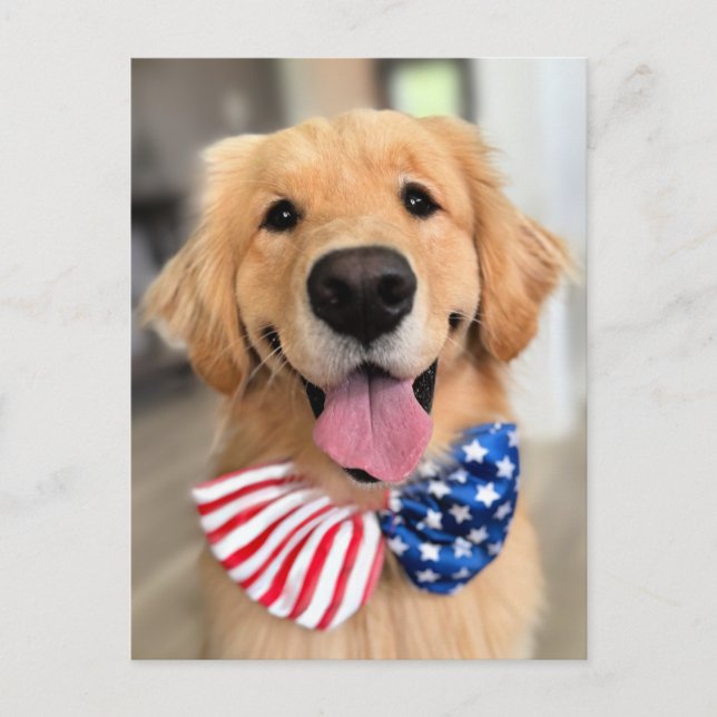 Golden Retriever Hund i Independence day Bow Tie Vykort (Framsida)