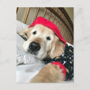 Golden Retriever Hund i Pyjamas Snart Frisk Igen Vykort