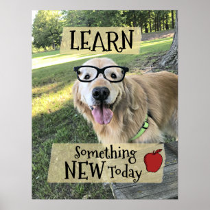 Golden Retriever Hund Läs något nytt klassrum Poster
