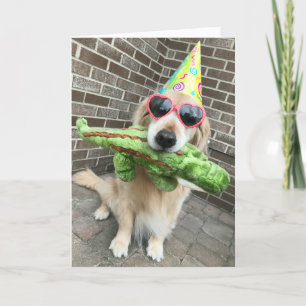 Golden Retriever Hund med Leksak Grattis på födels Kort