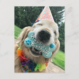 Golden Retriever Hund Med Present Glad Födelsedag Vykort