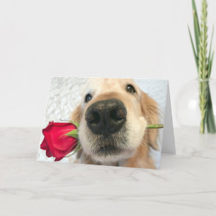 Golden Retriever Hund med Röd ros Alla hjärtans da Helgkort