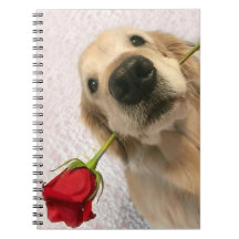 Golden Retriever Hund Med Röd Ros