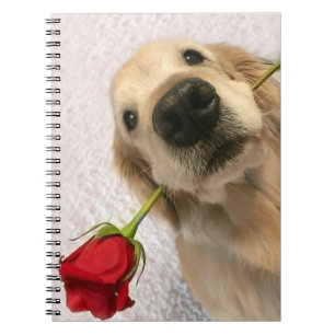 Golden Retriever Hund Med Röd Ros Anteckningsbok