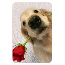 Golden Retriever Hund med Röd ros Magnet
