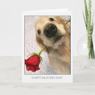 Golden Retriever Hund med Röd ros Mors dag Kort