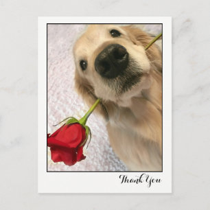 Golden Retriever Hund med Röd ros Tack Vykort