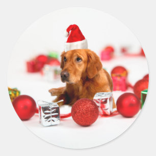 Golden Retriever Hund Med Röd Tomtehatt Jul Runt Klistermärke