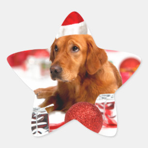 Golden Retriever Hund Med Röd Tomtehatt Jul Stjärnformat Klistermärke