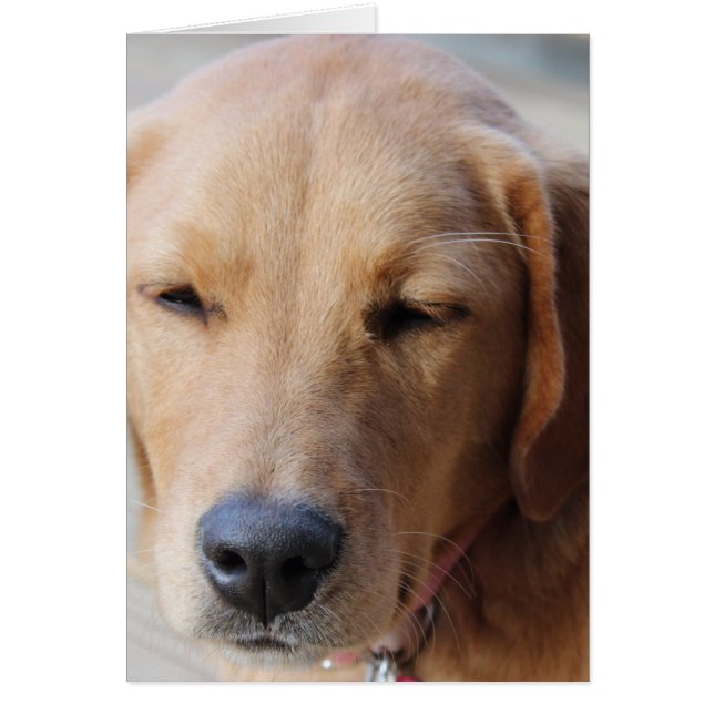 Golden Retriever Hund nr 2 Hälsningskort (Framsidan)