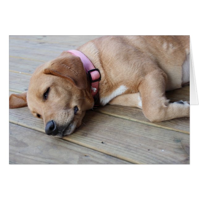 Golden Retriever Hund nr 3 Hälsningskort (Framsidan Horizontal)