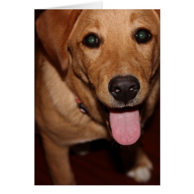 Golden Retriever Hund nr 5 Hälsningskort (Framsidan)