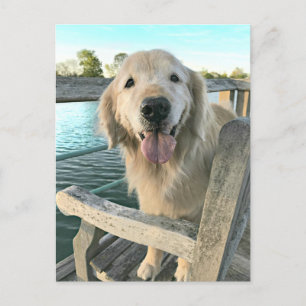 Golden Retriever-Hund på en Dock Thinking of You Vykort