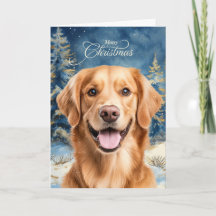 Golden Retriever Hund Skog Jul