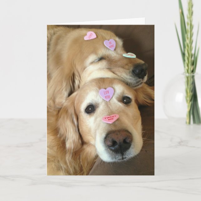 Golden Retriever Hund Valentine-konversationsytor Helgkort (Framsida)