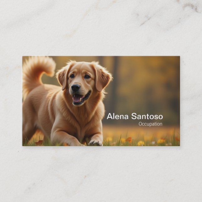 Golden Retriever Hund Visitkort (Framsida)