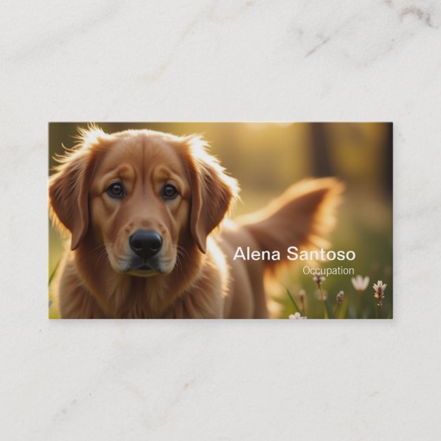 Golden Retriever Hund Visitkort (Framsida)