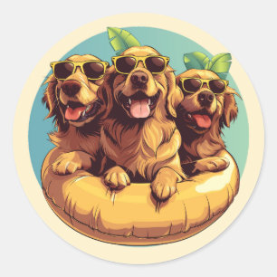 Golden Retriever Hundar Sommar Bassäng Runt Klistermärke