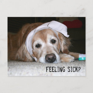 Golden Retriever i Bandages kommer snart Vykort