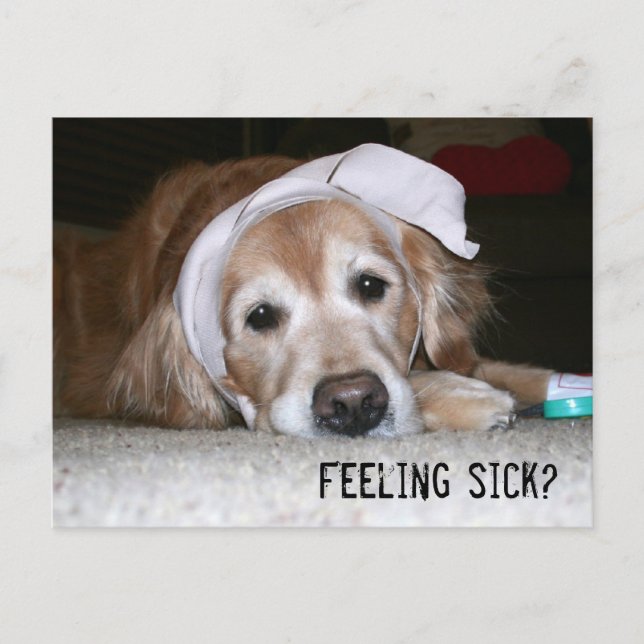 Golden Retriever i Bandages kommer snart Vykort (Framsida)