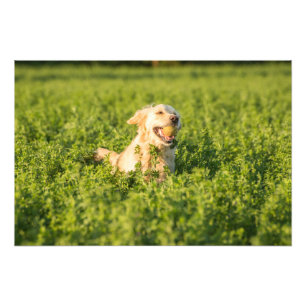 Golden Retriever i Fält Photo Print Fototryck