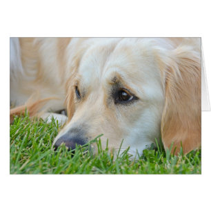 Golden Retriever i gräs Hälsningskort