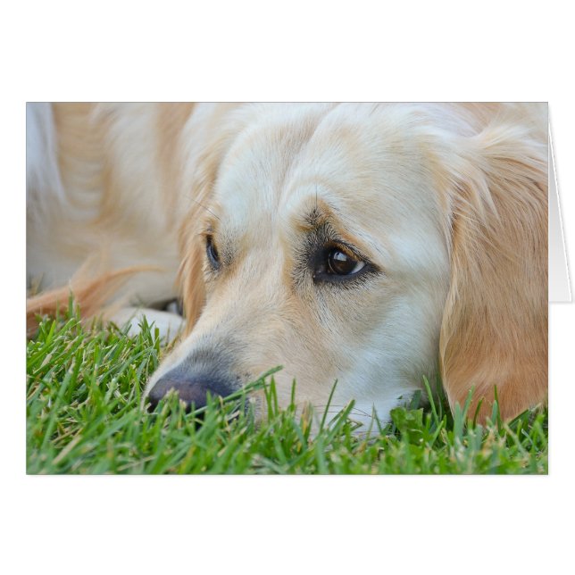 Golden Retriever i gräs Hälsningskort (Framsidan Horizontal)